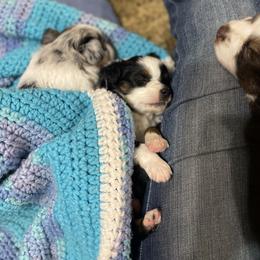 Australian Shepherd and Toy Australian Shepherd Puppies from Little Creek Ranch