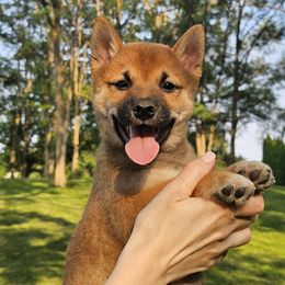 Tim - Red male Shiba Inu puppy in Carpentersville, Illinois from Veronika's Shiba Inus