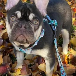 French Bulldogs from Derby Ranch French Bulldogs