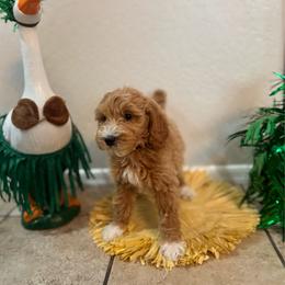 Daisy - Female - Red  female Goldendoodle puppy in Peoria, Arizona from Wroth's Pawsibilities