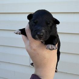 Blue Puppy - Black & white male Australian Shepherd puppy in Martville, New York from Jasmin Bartlett