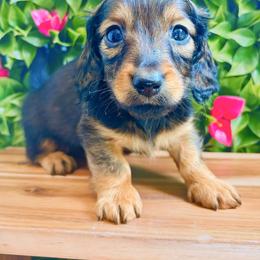 Zoey 3200 - Red female Dachshund puppy in Sylvania, Alabama from Yancey’s Doxies