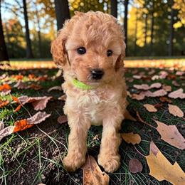 Green Boy - Apricot male Cavapoo puppy in Lavon, Texas from Magnolia Prairie Doodles
