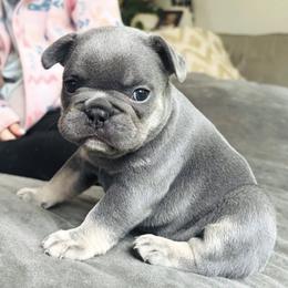 French Bulldog Puppies from Matra French Bulldogs
