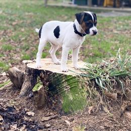Parson Russell Terriers from Stormborn Terriers