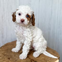 Chardonnay - White female Assorted Doodle Crosses puppy in Arlington, Washington from Doodle Love Laugh