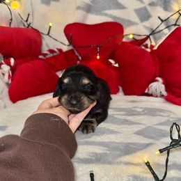 Jack - Black and cream male Dachshund puppy in Ceres, California from Rockin' M’s LilBitty Dachshunds (LBD)