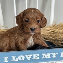 Black - Red  male Goldendoodle puppy in Hesperia, Michigan from Red Acres Poodles & Doodles
