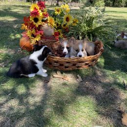 Pembroke Welsh Corgi Puppies from McMillin Stony Point Corgis