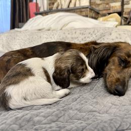 Tennyson - Piebald male Dachshund puppy in Johnstown, Pennsylvania from Boyer’s Dachshunds