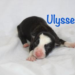 Ulysses - Black and white male Border Collie puppy in Cedartown, Georgia from Ferguson Border Collies