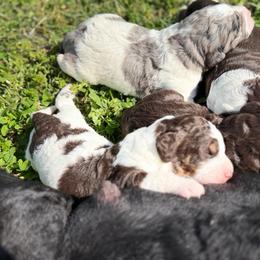 Ellie - Brown female Bernedoodle puppy in Warrensburg, Missouri from Dreamer Ridge Puppies