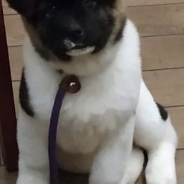 Akita Puppies from Sundara Akitas