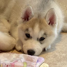 Siberian Husky Puppies from TreeLine Siberians