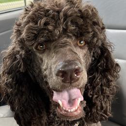 Poodles from Sanctus Standards
