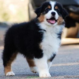 Australian Shepherd Puppies from Triple MMM Kennel