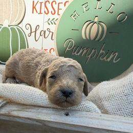 Camper (Mini Size) - Gold male Bordoodle puppy in Canfield, Ohio from Poo's Doo's & Inu's