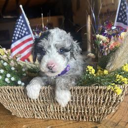 Penny, 5 weeks old - Blue merle and white female Sheepadoodle puppy in Crawford, Colorado from Saddle Mountain Doodles