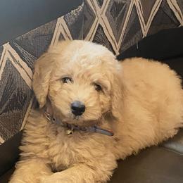 Aussiedoodle and Goldendoodle Puppies from Saddle Hill Farms