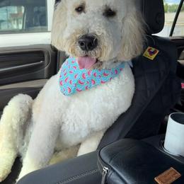 Cockapoo and Goldendoodle All Grown Up from Meghan McKay