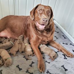 Chesapeake Bay Retriever Puppies from Shore Acres Chesapeakes