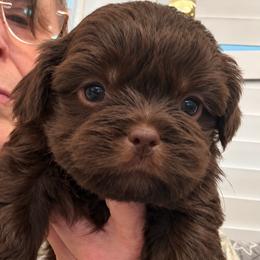 Briggs - Chocolate male Shih Tzu puppy in Tallahassee, Florida from Bows and Bow Ties