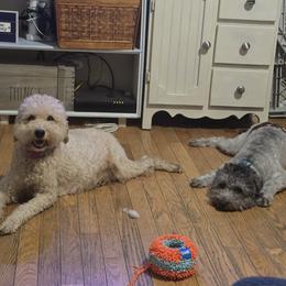 Goldendoodle All Grown Up from 3Dawn Doods