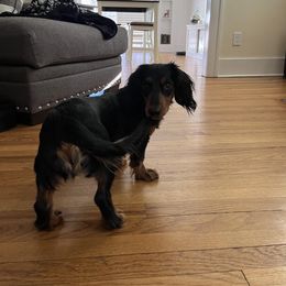 Dachshund All Grown Up from Rissas CrAz Critters