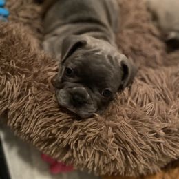 French Bulldog Puppies from Happy French Bulldogs