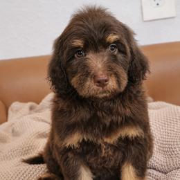 Gobstopper - Tri-color male Bernedoodle puppy in Ohio from Moore Doodles