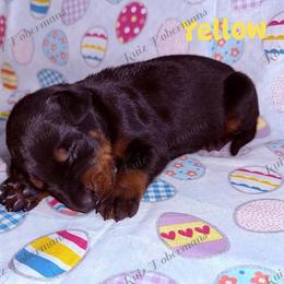 Yellow - Black and rust male Doberman Pinscher puppy in Louisville, Kentucky from Ruiz Dobermans