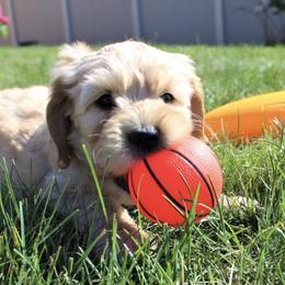 Australian Labradoodle Puppies from Loyal Heart Labradoodles