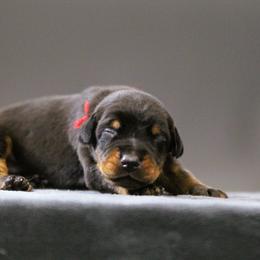 Rhaegar - 5350 - Black and rust male Doberman Pinscher puppy in Rockwall, Texas from Elitehaus