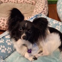 Sassy - Papillon
