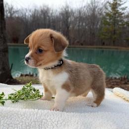 Girl Black Bow - Sable female Pembroke Welsh Corgi puppy in Boonville, Indiana from M&J Country Kennels