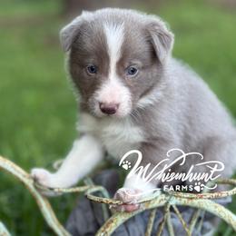Lilac - smooth -1495 - Lilac male Border Collie puppy in Nashville, Arkansas from Whisenhunt Farms