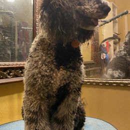 Labradoodles from Stephanie's Labradoodles