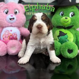 Elphaba - Liver white and tan female English Springer Spaniel puppy in Plainwell, Michigan from Homegrown Springers