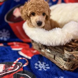 Wednesday - Apricot female Poodle puppy in Wolf Creek, Oregon from Dejah Bleu Kennels