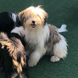 Pumik and Tibetan Terriers from TriSong TIbetan Terriers & Pumik