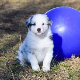 Elsa - Blue merle female Australian Shepherd puppy in Easton, Missouri from MMA Kennel
