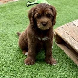 Milk chocolate 2 - Chocolate male Australian Labradoodle puppy in Anderson, California from Shaggy Doodles