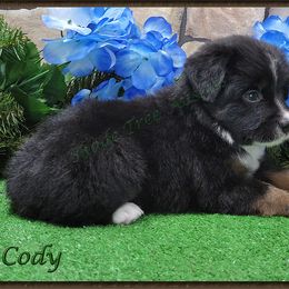 Miniature American Shepherd, Miniature Australian Shepherd, and Toy Australian Shepherd Puppies from Shade Tree Aussies