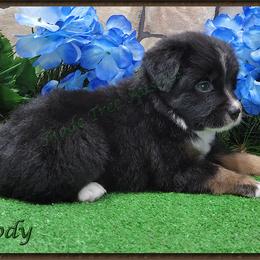Miniature American Shepherd, Miniature Australian Shepherd, and Toy Australian Shepherd Puppies from Shade Tree Aussies
