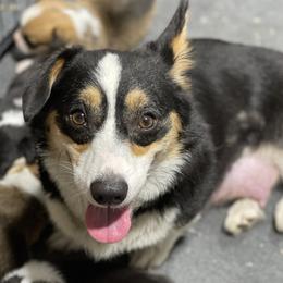Liberty - Pembroke Welsh Corgi