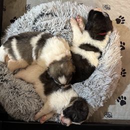 Pyrenean Mastiff puppies from Mastini Sierra Pyrenean Mastiffs