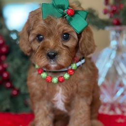 Star- black collar female - Red female Cavapoo puppy in Yuciapa, California from AlltheDoodlez_