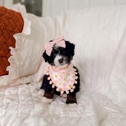 Miagao - Tri-color female Bernedoodle puppy in Cold Spring, Minnesota from A.N.A. Doodles