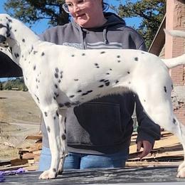 Dalmatians from Fable Creek Dalmatians