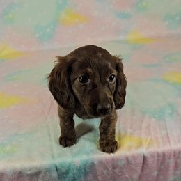 Dachshund Puppies from Newbern's Nuggets
